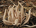 Clavaria fumosa