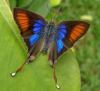 <i>Myrina silenus</i> Species of butterfly