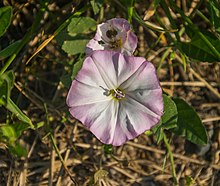 Convolvulus arvensis 05.jpg