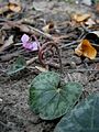 Après la floraison le pédoncule floral de Cyclamen purpurascens se tord en tire-bouchon