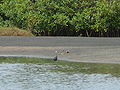 Küstenreiher Western Reef Heron