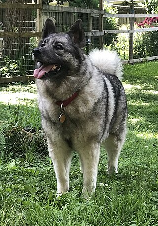 <span class="mw-page-title-main">Norwegian Elkhound</span> Dog breed