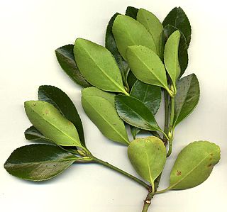 <i>Euonymus japonicus</i> Species of flowering plant