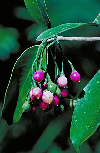 <i>Fagraea fagraeacea</i> Species of flowering plant