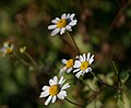 Tanacetum Parthenium (Li.) Sch. Bip. Jardin Alpin du Jardin des Plantes, Paris.