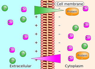 <span class="mw-page-title-main">Gibbs–Donnan effect</span> Behaviour of charged particles near a semi-permeable membrane