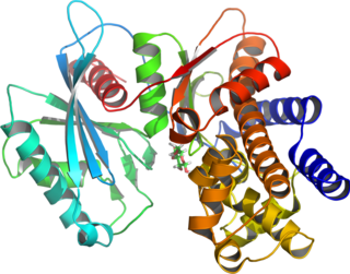 <span class="mw-page-title-main">Glucokinase</span> Enzyme participating to the regulation of carbohydrate metabolism