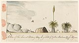 Grass tree, or `A View of the Tree at Botany Bay, wh yields ye Yellow Balsam, & of a Wigwan