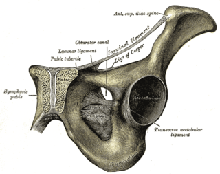 Anterior superior iliac spine Bony projection of the iliac bone