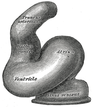 <span class="mw-page-title-main">Truncus arteriosus</span> Structure during embryonic development