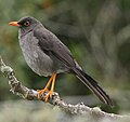 Turdus fuscater (cat.)