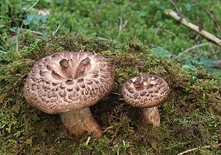 <i>Sarcodon imbricatus</i> Species of fungus