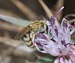 הליקטית (Halictus subauratus), נקבה אוספת צוף מקורטם דק, הכרמל