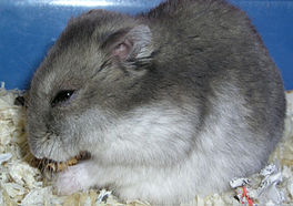 In Russyske dwerchhamster (Phodopus sungorus).