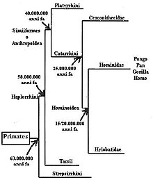 Phylogenetic tree of the primates Haplorrhini2.jpg