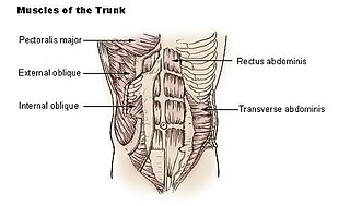 <span class="mw-page-title-main">Transverse abdominal muscle</span> Muscle of the abdominal area