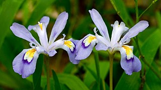 <i>Iris cristata</i> Species of flowering plant