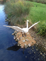 Lego swan sculpture on display in 2015