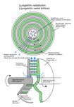 Turbina Ljungström