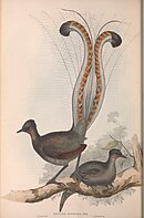 John Gould's early 1800s painting of a superb lyrebird specimen at the British Museum Lyre bird.jpg