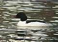 Nagy bukó (Mergus merganser)