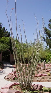 <i>Fouquieria</i> Genus of flowering plants