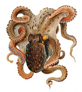 Тюз сегизаякъ (Octopus vulgaris)