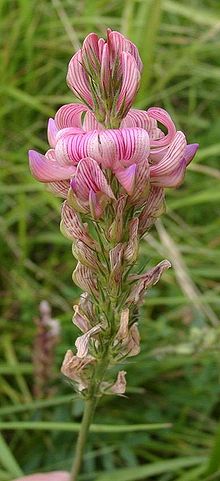 Onobrychis viciifolia inflorescence OnobrychisViciifolia.jpg