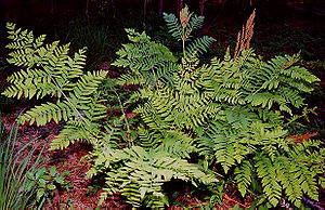 Osmunda regalis