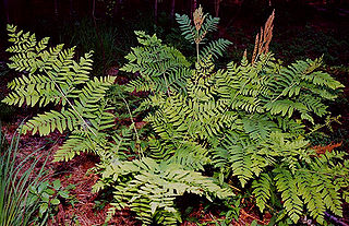 <i>Osmunda</i> Genus of ferns