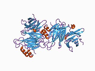 Clathrin Protein playing a major role in the formation of coated vesicles