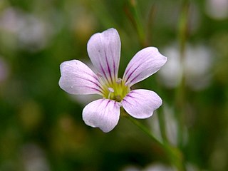 <i>Petrorhagia saxifraga</i> Species of flowering plant