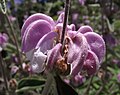 Phlomis purpurea