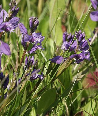 <i>Polygala</i> Genus of flowering plants