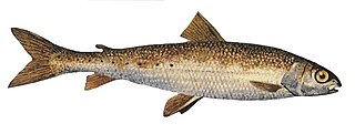 <span class="mw-page-title-main">Round whitefish</span> Species of fish