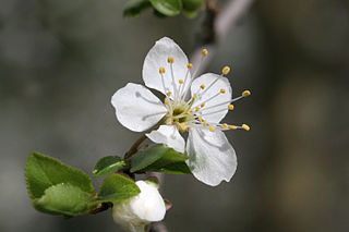 <span class="mw-page-title-main">Mirabelle plum</span> Subspecies of plum