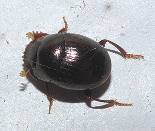 <i>Pseudocanthon</i> Genus of beetles