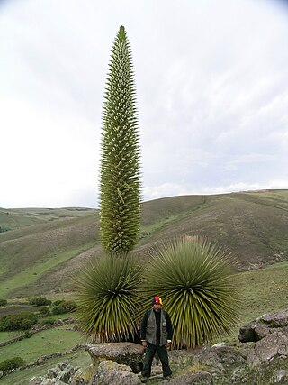 <i>Puya raimondii</i> Species of plant