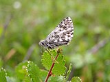 Pyrgus centaureae (grizzled skipper) Adult, ventral view of wings.