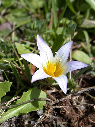 <i>Romulea</i> Genus of flowering plants