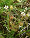 Saxifraga tridactylites3.jpg