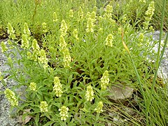 Sideritis montana