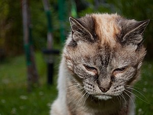 1 Tired 20-year-old cat uploaded by Diti, nominated by Diti Vote for this image