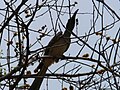 Grautoko African Grey Hornbill