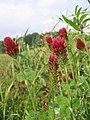 Inkarnatinis dobilas (Trifolium incarnatum)