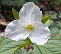 Storblomstret treblad, symbol for Ontario.