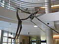 Pteranodon longiceps