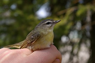 <span class="mw-page-title-main">Philadelphia vireo</span> Species of bird