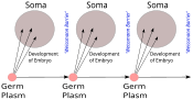 Weismann's germ plasm theory