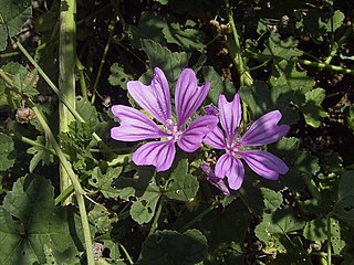 <span class="mw-page-title-main">Mauve</span> Pale purple colour